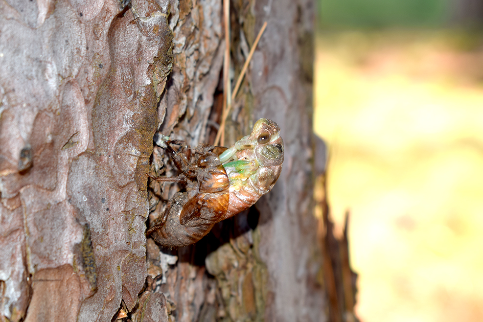 Spiders, leaves, berries: nature intro answers questions, inspires connections