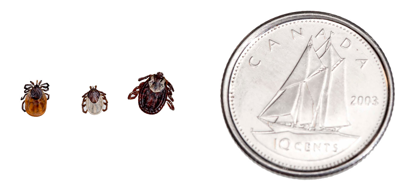 Make tick checks routine