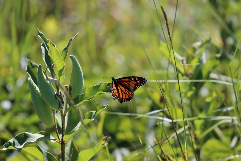 Monarchs take flight around Greenwood